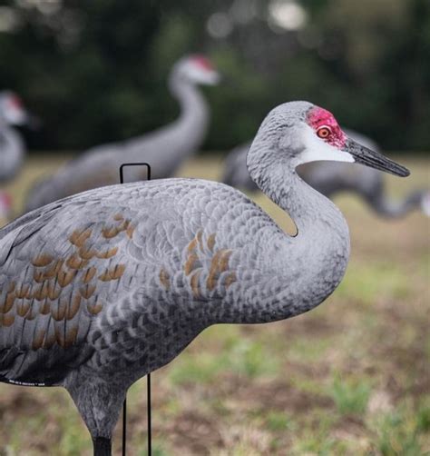 sandhill crane decoys sillosocks.